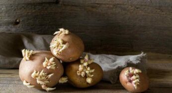 Mi hanno sempre detto che le patate germogliate sono da buttare e invece non è così: ecco come le uso ora